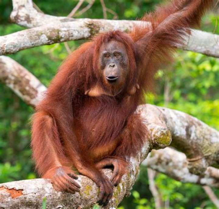 Are orangutans monkeys?