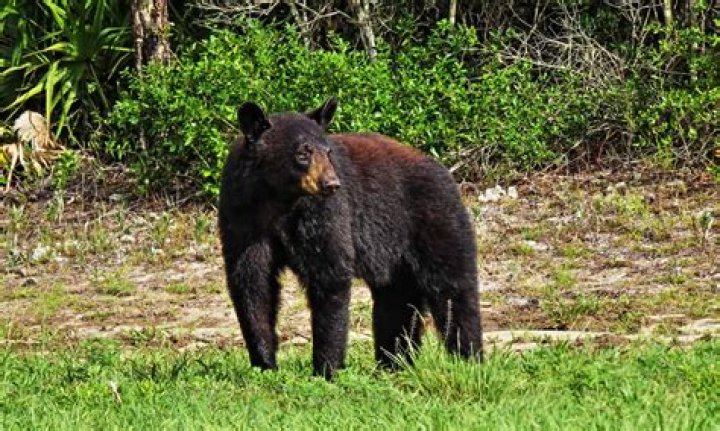 Are there bears in the Caribbean?