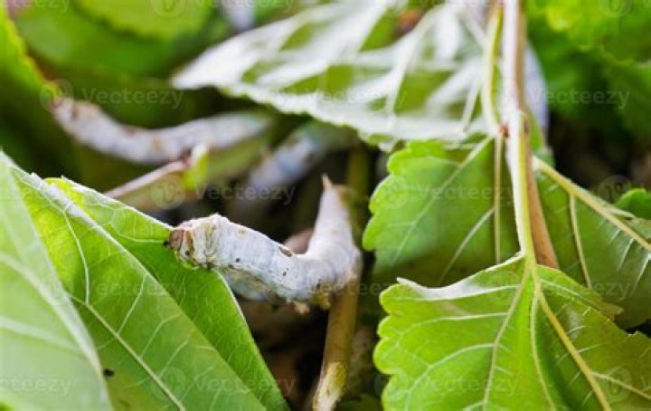 Do silkworms eat wood?