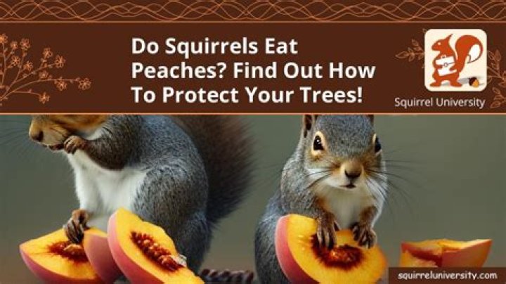 Do squirrels eat peaches?