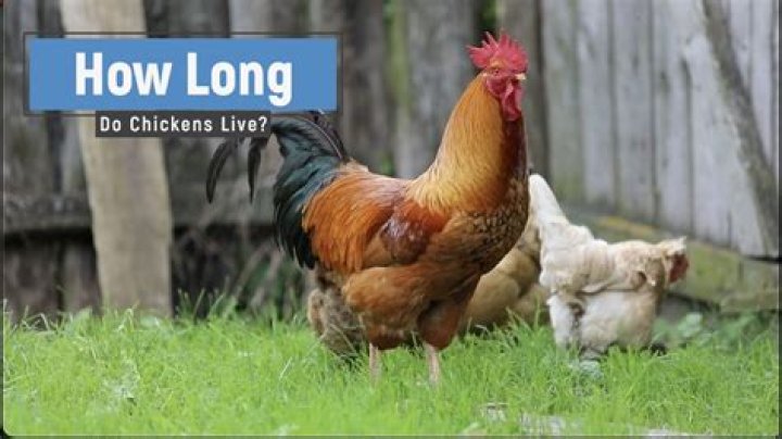 How long can a chicken live without food?