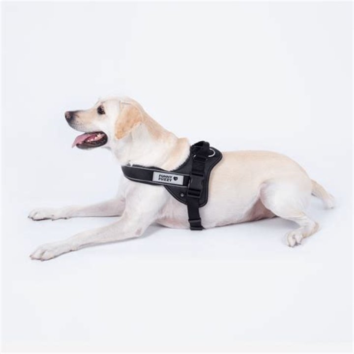 How long should a puppy wear a harness?