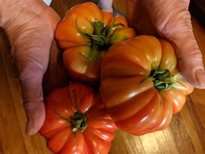 What are Bush Goliath tomatoes good for?