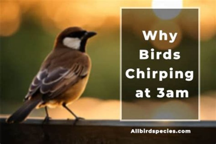 What birds are chirping at 3am?