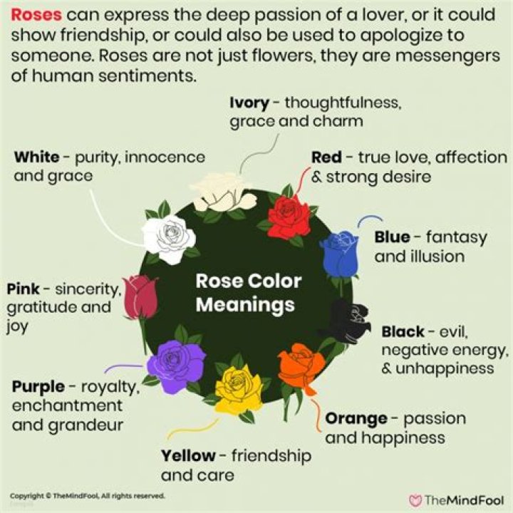 What does a pink rose stand for?