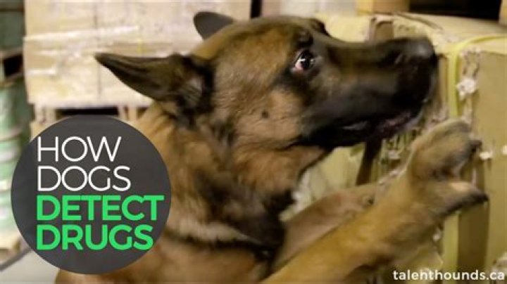 What drugs can police dogs detect?
