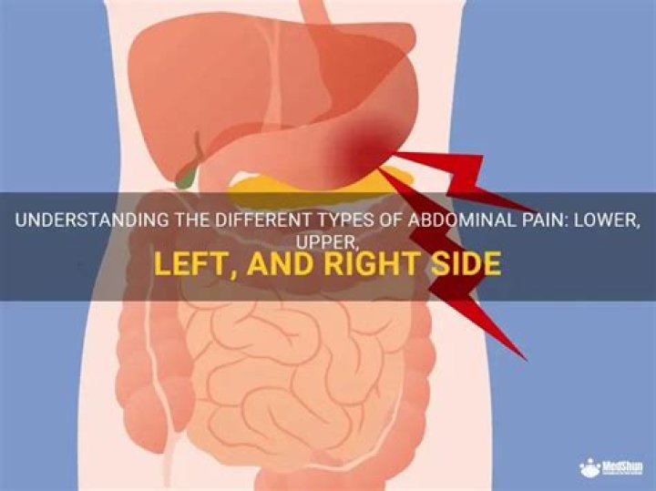 What is on the right side of your stomach?