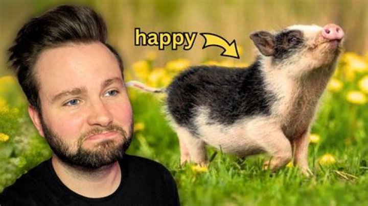 What is the most comforting animal?