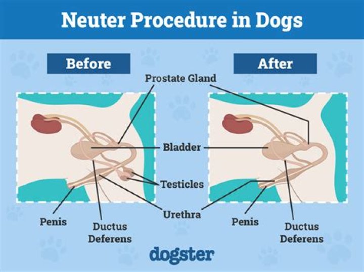 Why do spayed female dogs attract men?