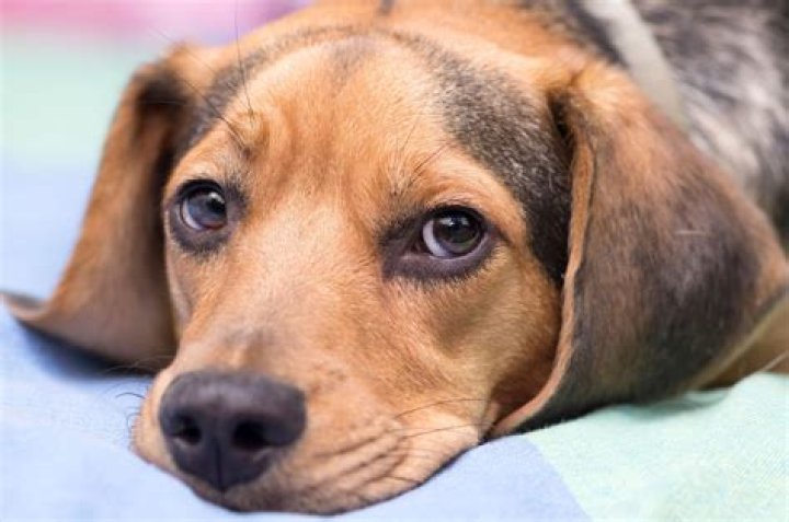 Why does my dog go limp when I pick him up?