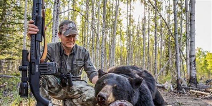 Will a shotgun stop a grizzly bear?